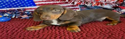 Miniature Dachshund dogs for sale: Bucky - Ad 1