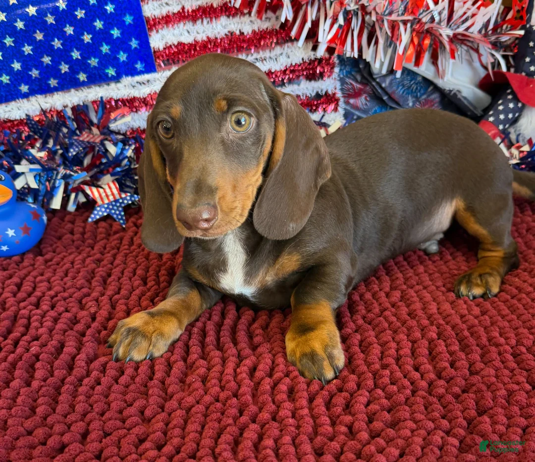 Miniature Dachshund dogs for sale: Bucky - Ad 1