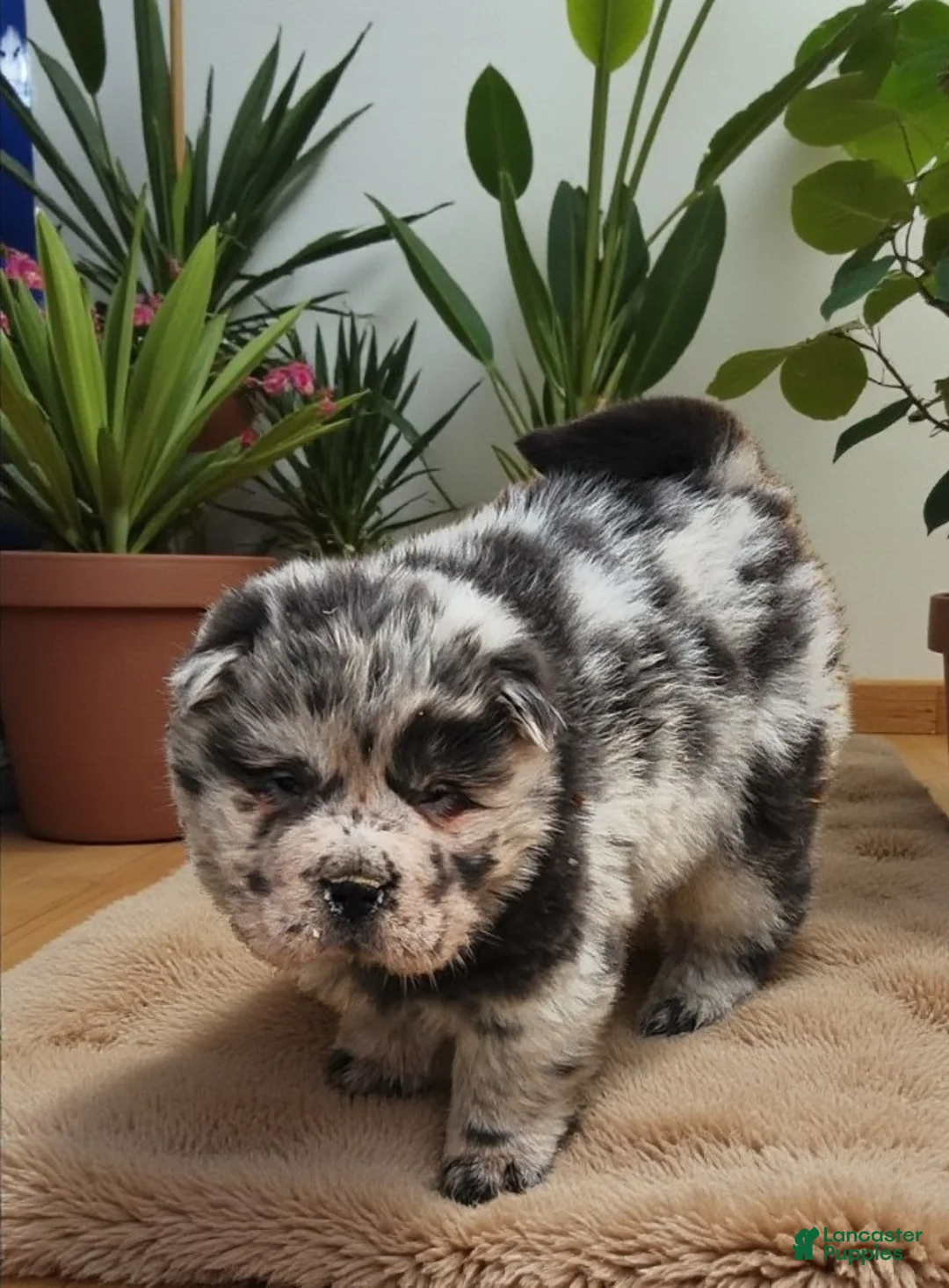 Shar Pei dogs for sale: Tinsel bear coat mini merle  - Ad 8