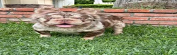 French Bulldog dogs for sale: Rojo Fluffy Merle  - Ad 2