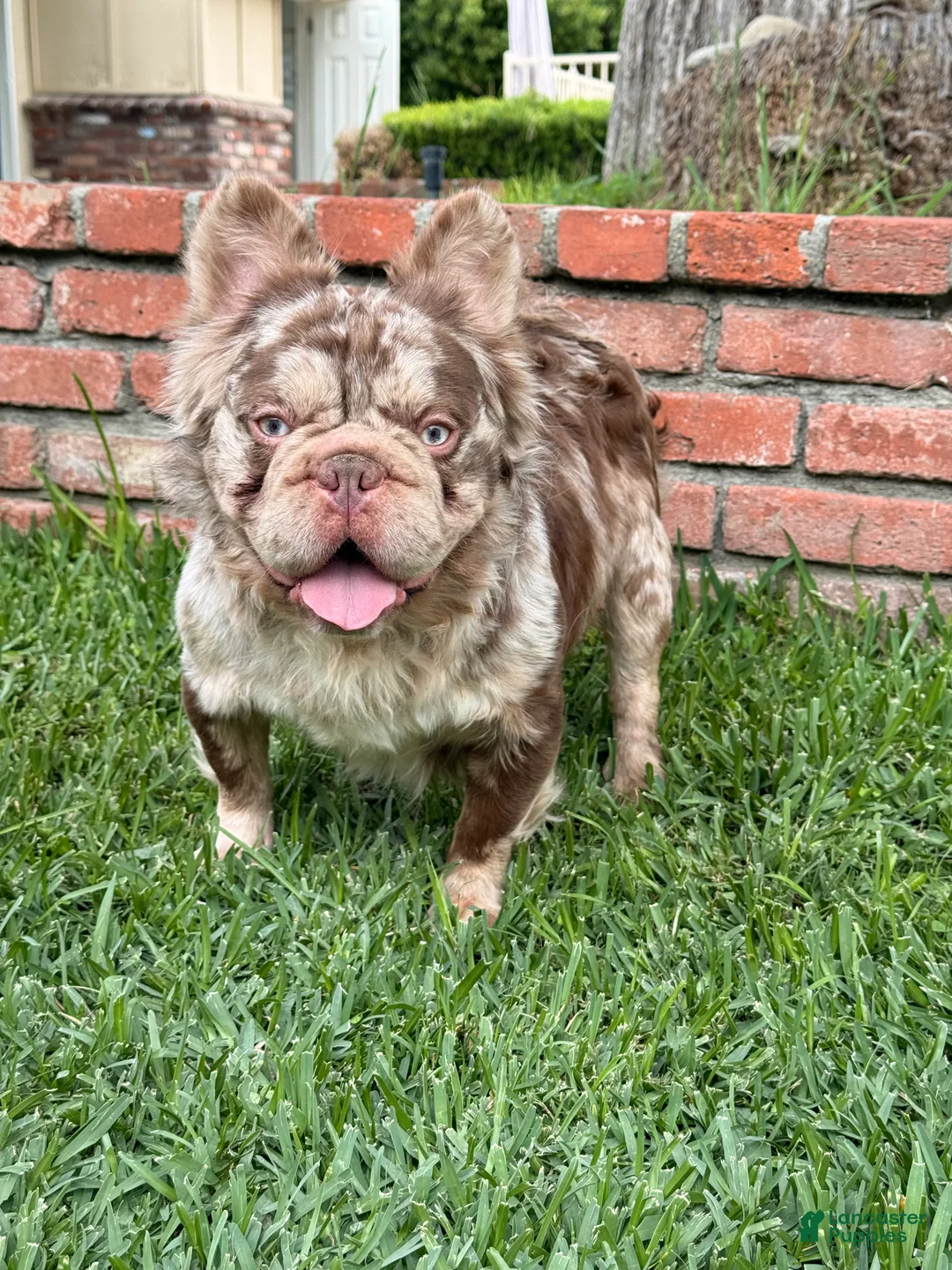 French Bulldog dogs for sale: Rojo Fluffy Merle  - Ad 2