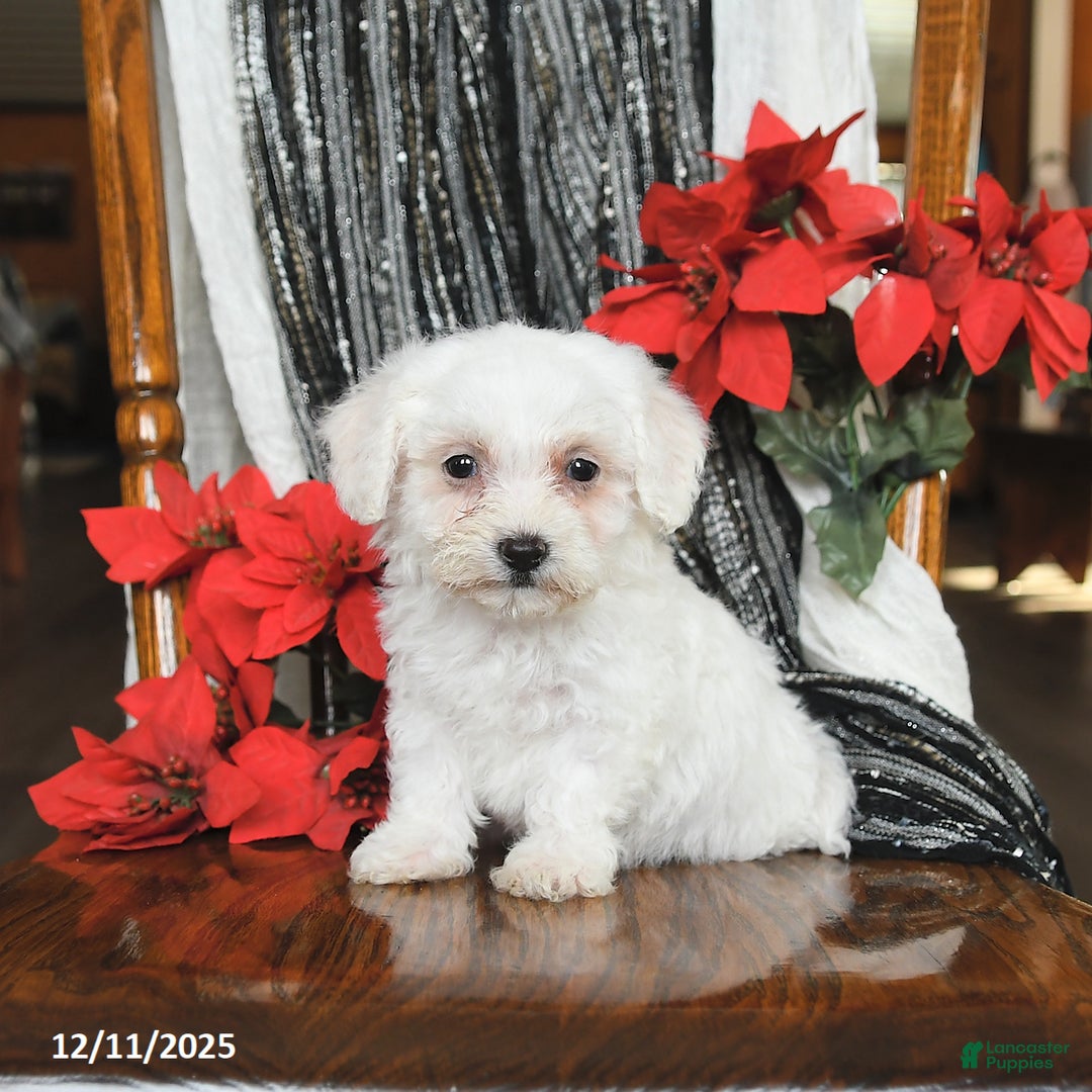 Bichon Frise dogs for sale: Dixie - Ad 5