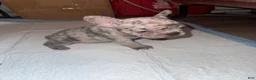 French Bulldog dogs for sale: French Bulldog 3 - Ad 9