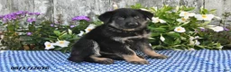 German Shepherd dogs for sale: Otis - Ad 3