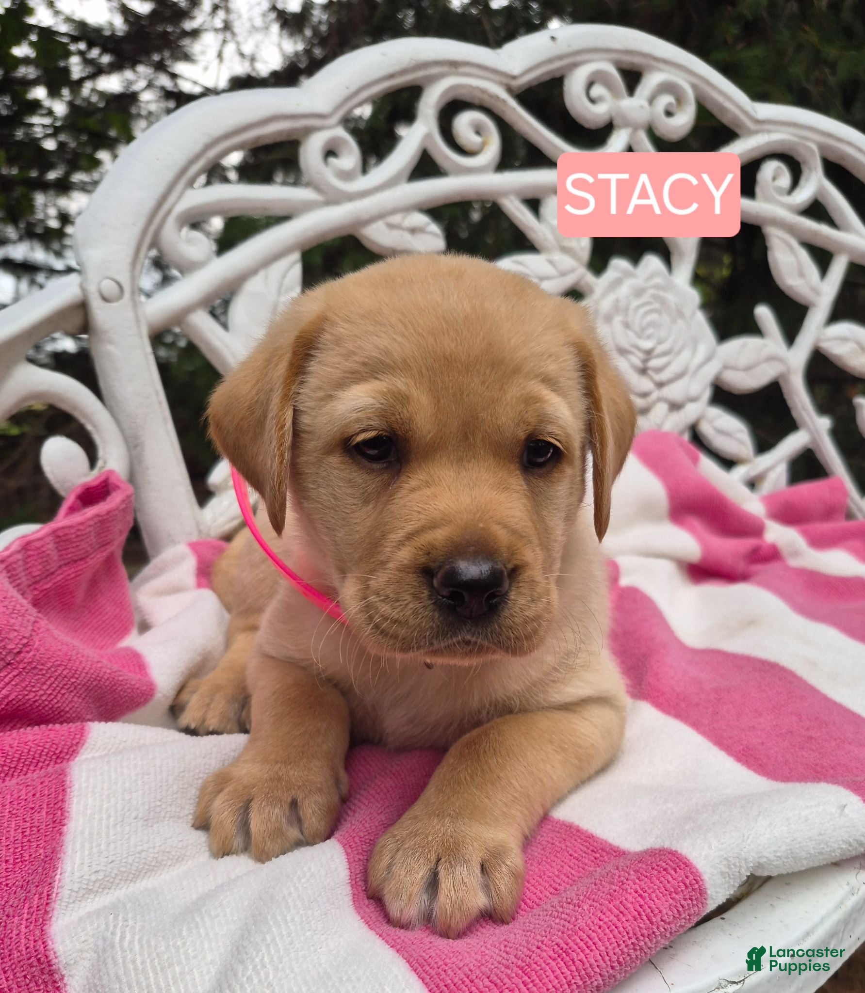Labrador Retriever dogs Stacy - Ad 1