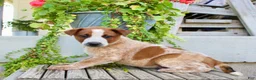 Australian Cattle Dog dogs for sale: Ace - Ad 3