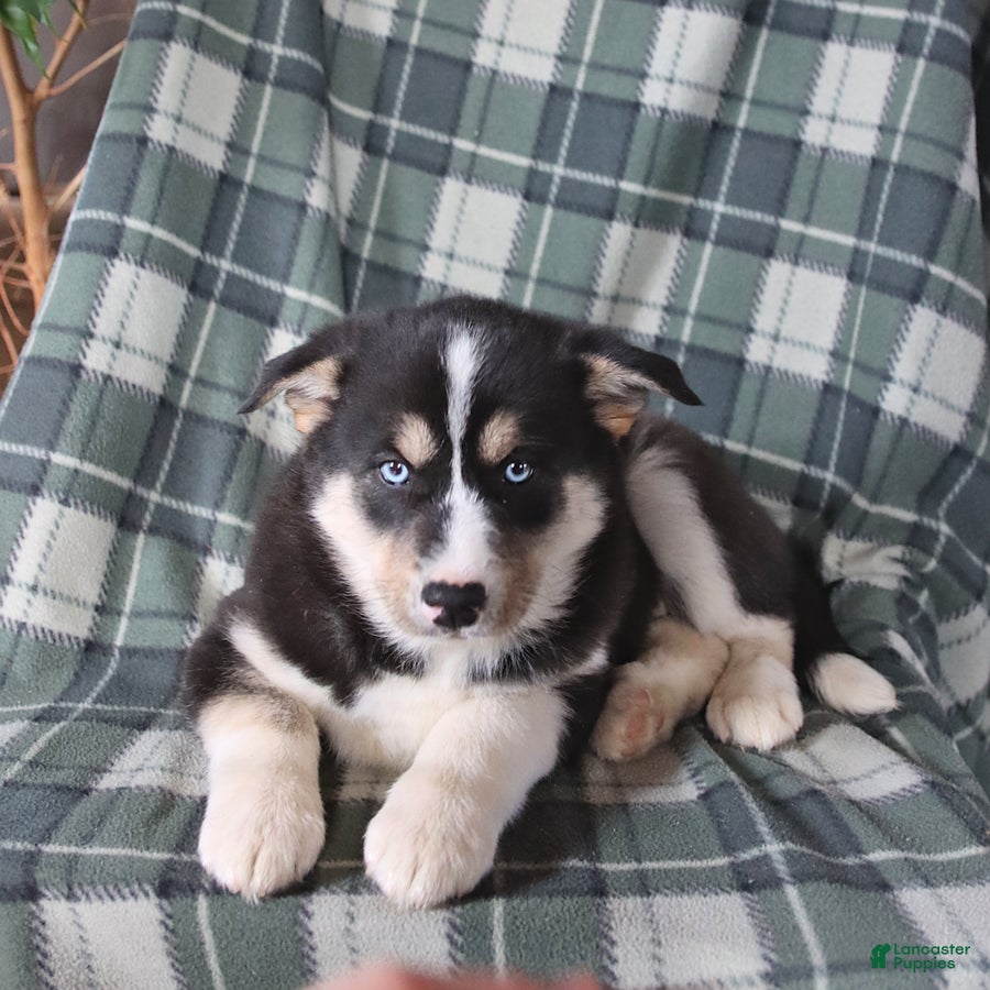 Mixed Breed dogs Savannah - Ad 2