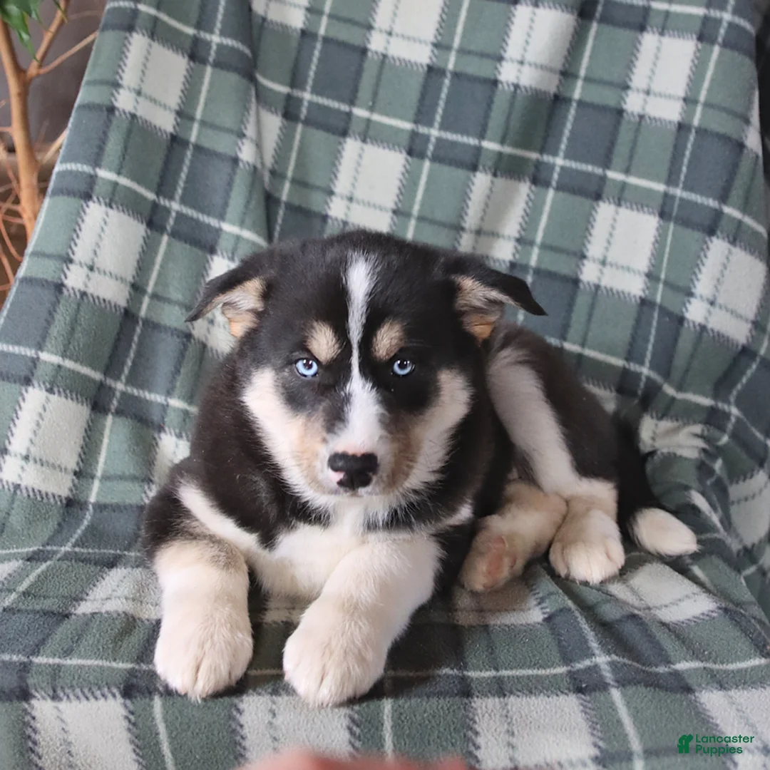 Mixed Breed dogs for sale: Savannah - Ad 2