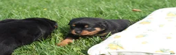 Rottweiler dogs for sale: Destiny  - Ad 8
