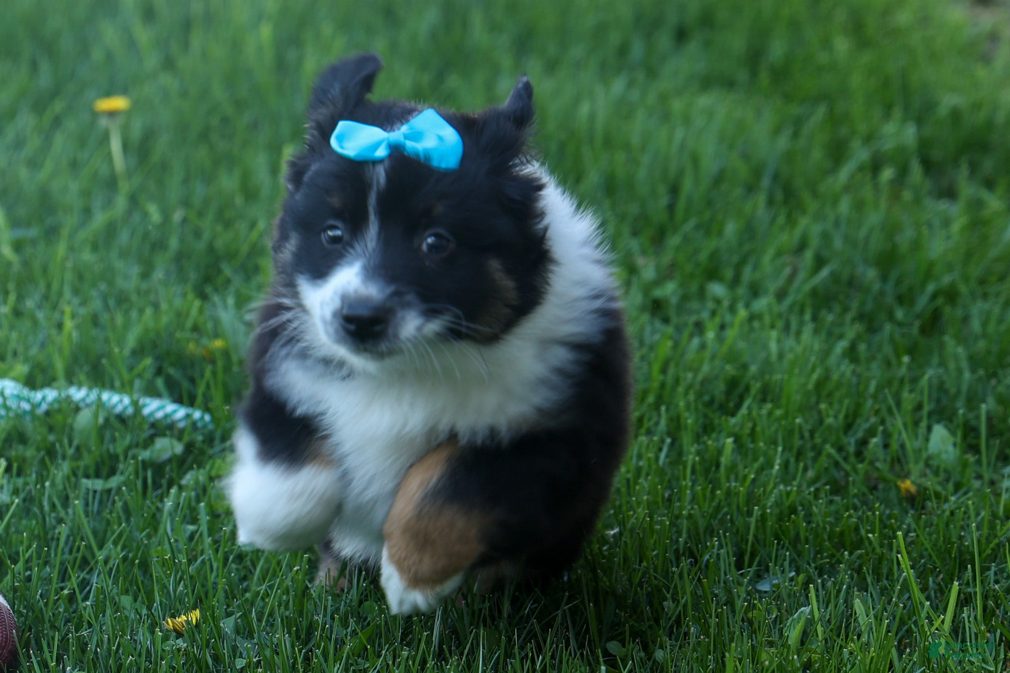 Miniature Australian Shepherd dogs MAX - Ad 1