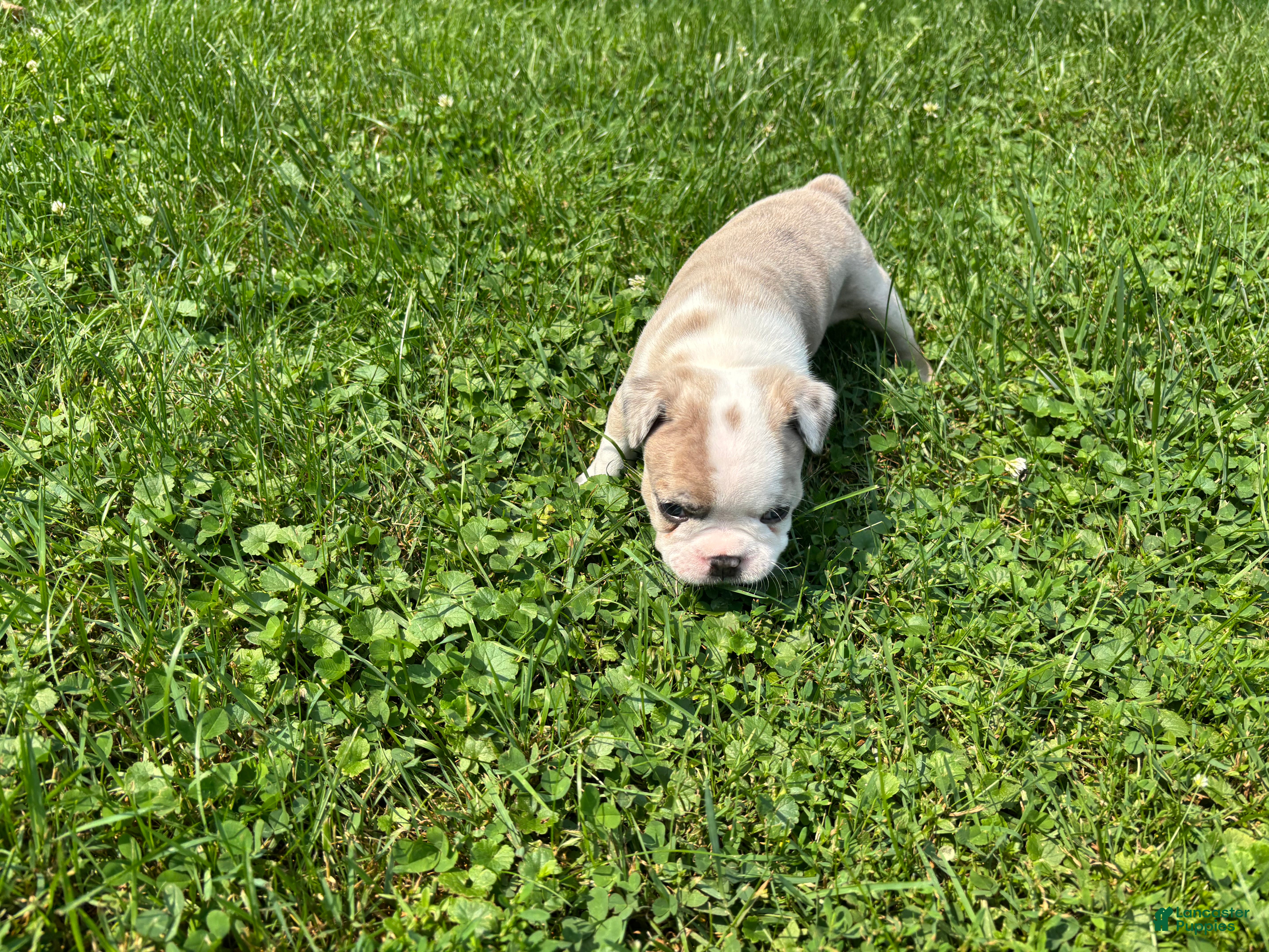 Frenchton dogs Kit - Ad 2