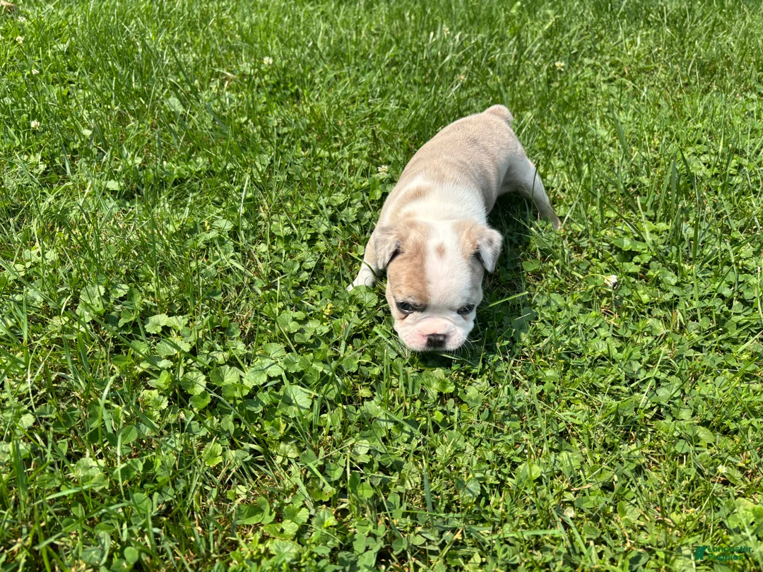 Frenchton dogs for sale: Kit - Ad 2