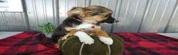 Miniature Australian Shepherd dogs for sale: Miniature Australian Shepherd 1 Serena - Ad 3