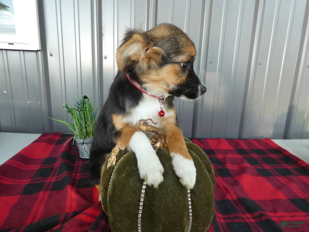 Miniature Australian Shepherd dogs for sale: Miniature Australian Shepherd 1 Serena - Ad 3