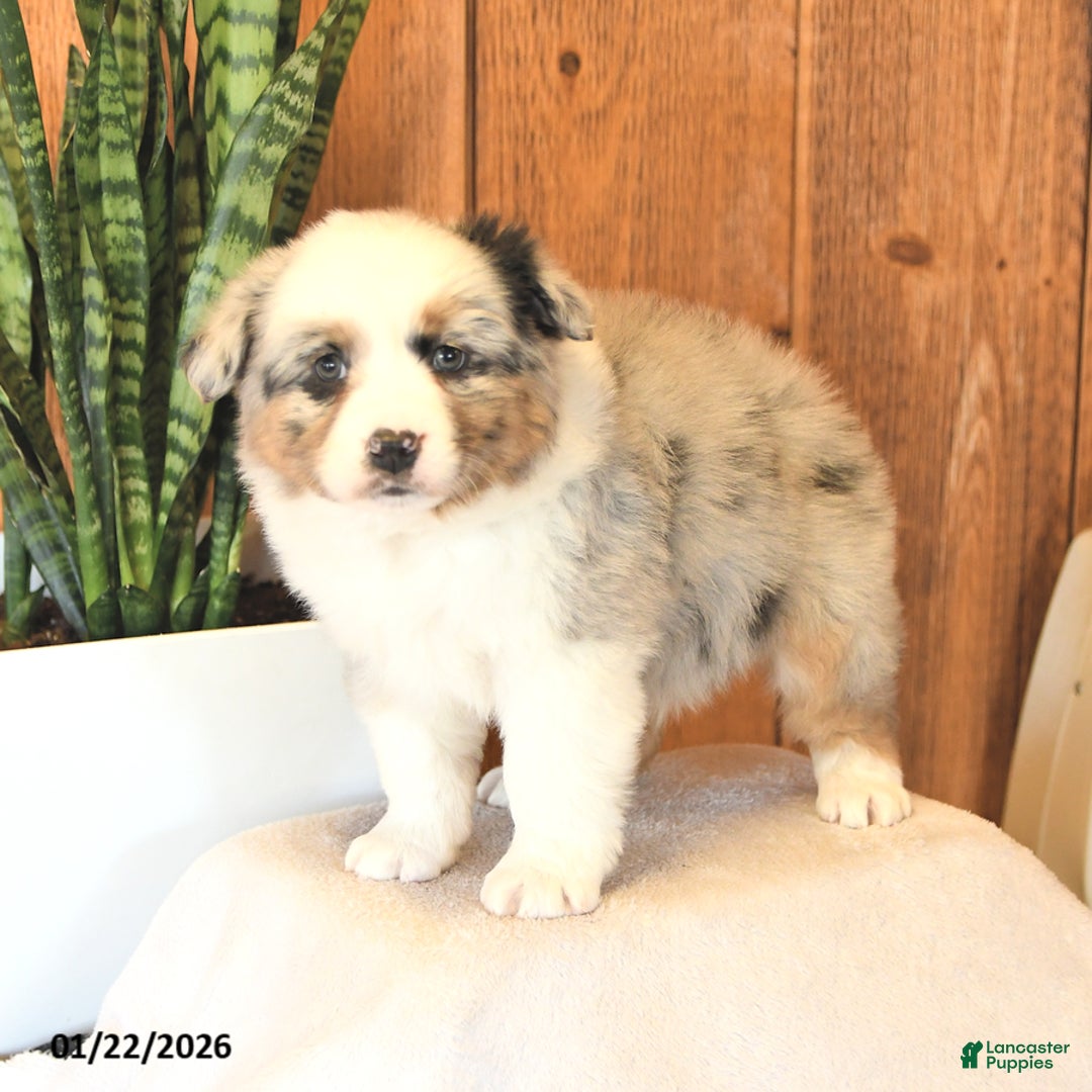 Miniature Australian Shepherd dogs for sale: Leo - Ad 3