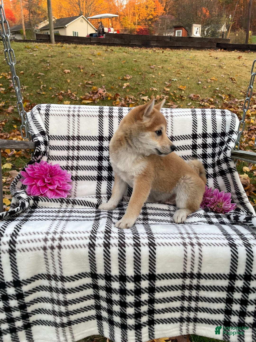 Shiba Inu dogs for sale: Frisky - Ad 2