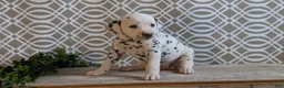 Dalmatian dogs for sale: Kylie - Ad 4