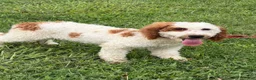 Miniature Labradoodle dogs for sale: Carl - Ad 2