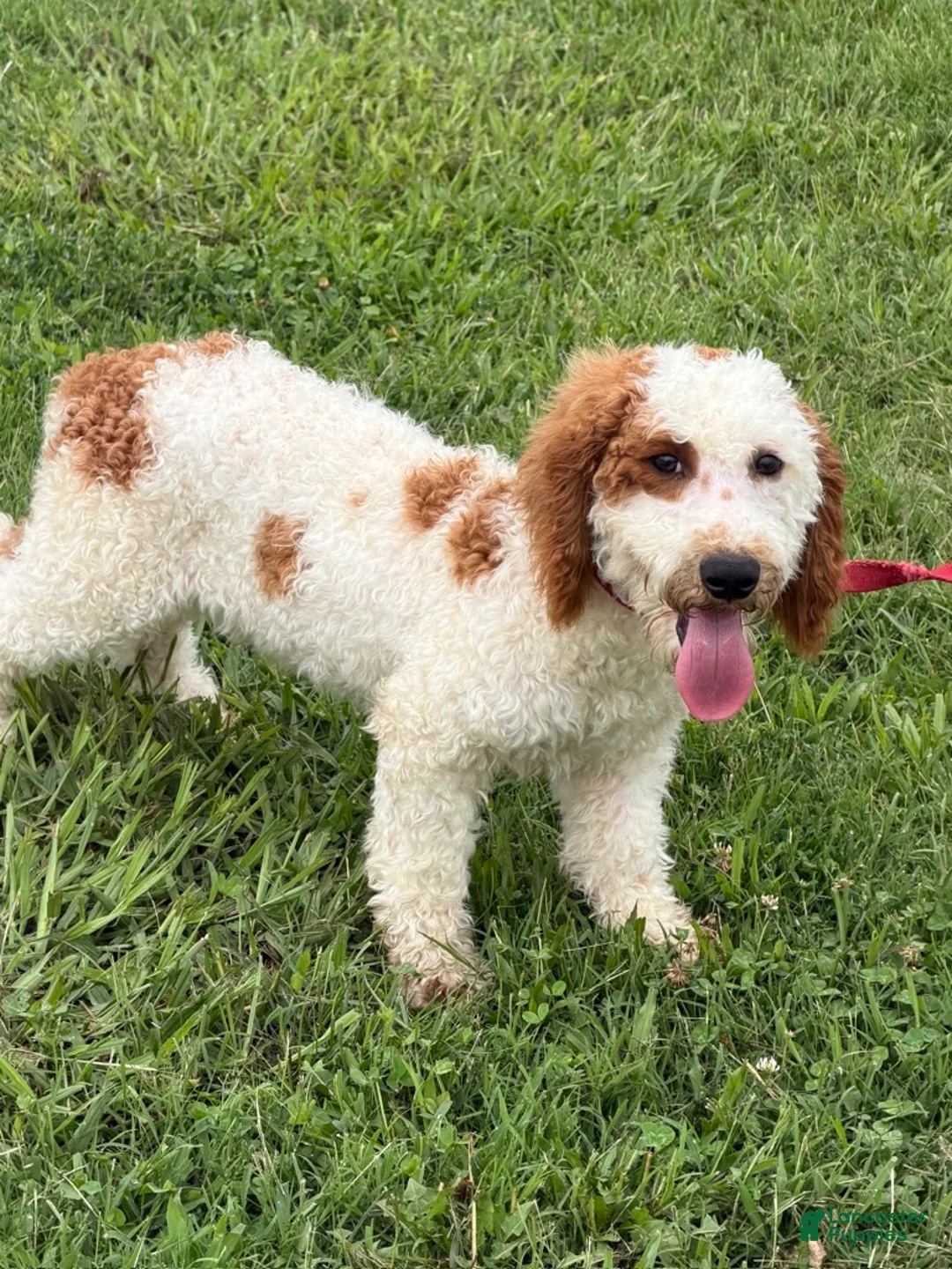 Miniature Labradoodle dogs for sale: Carl - Ad 2