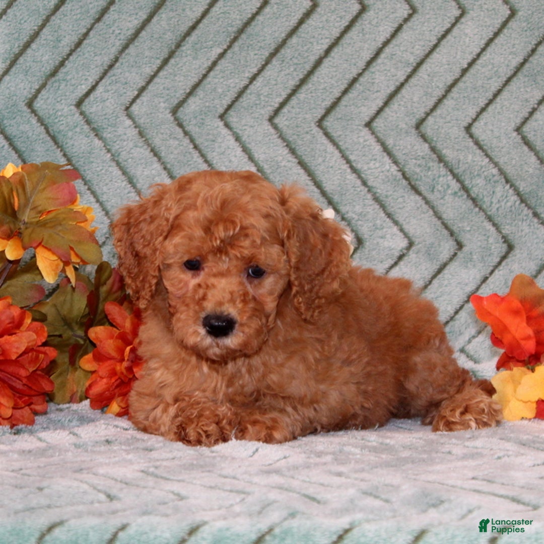 Mini Goldendoodle dogs for sale: Radishes - Ad 4