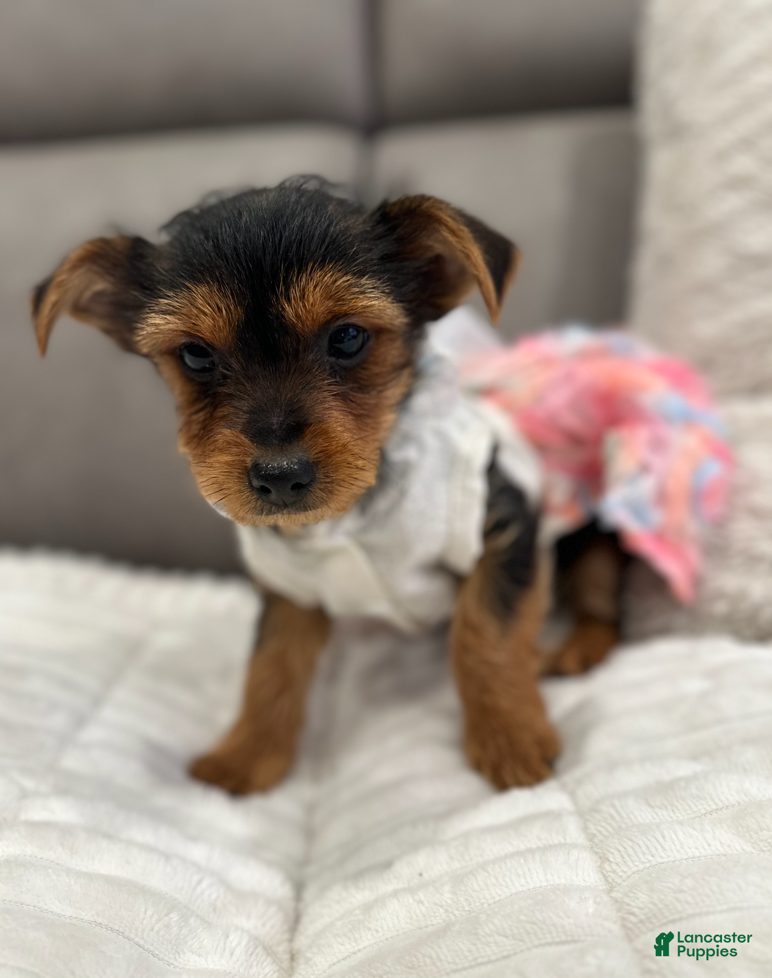 Yorkshire Terrier dogs Aria-POTTY And CRATE TRAINING NOW HOME RAISED - Ad 1