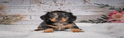 Miniature Dachshund dogs for sale: AKC-Mason - Ad 3
