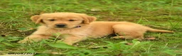 Golden Retriever dogs for sale: Darren - Ad 2