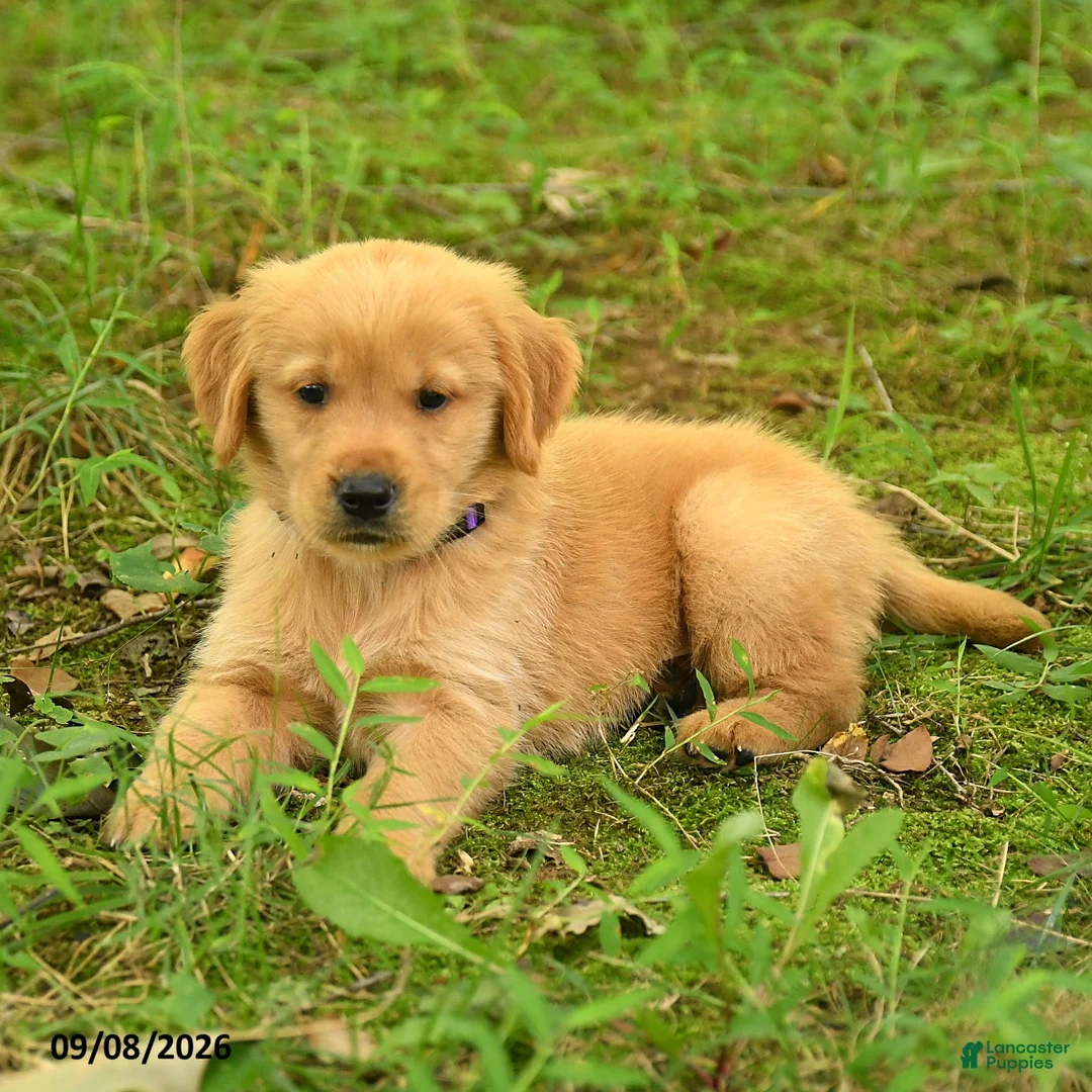 Golden Retriever dogs for sale: Darren - Ad 2