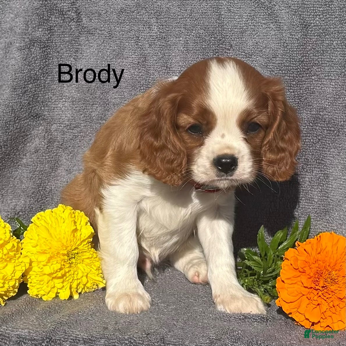 Cavalier King Charles Spaniel dogs Brody  - Ad 1