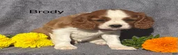 Cavalier King Charles Spaniel dogs for sale: Brody  - Ad 1
