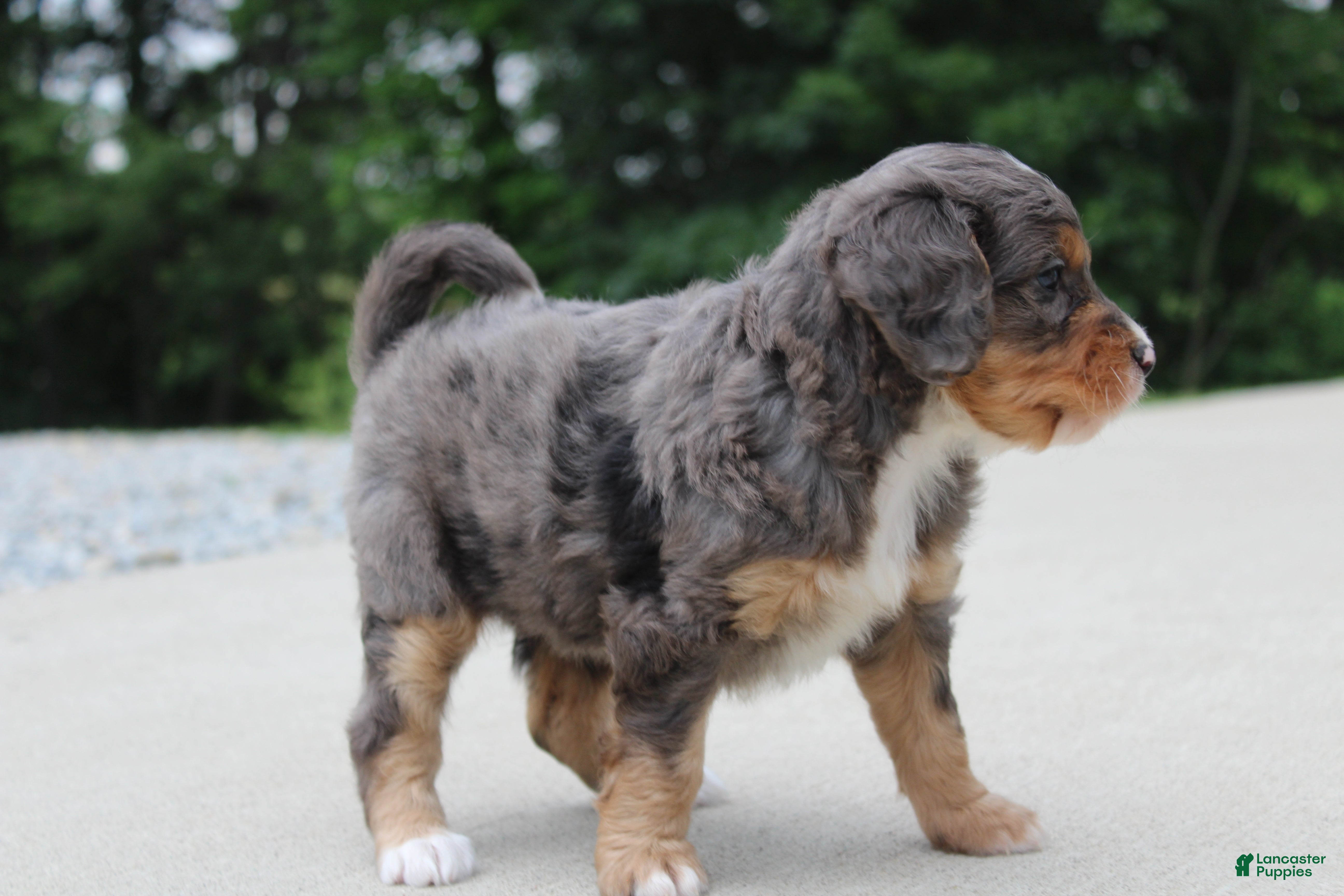 Mini Bernedoodle dogs Noa  - Ad 2