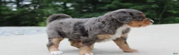 Mini Bernedoodle dogs for sale: Noa  - Ad 2