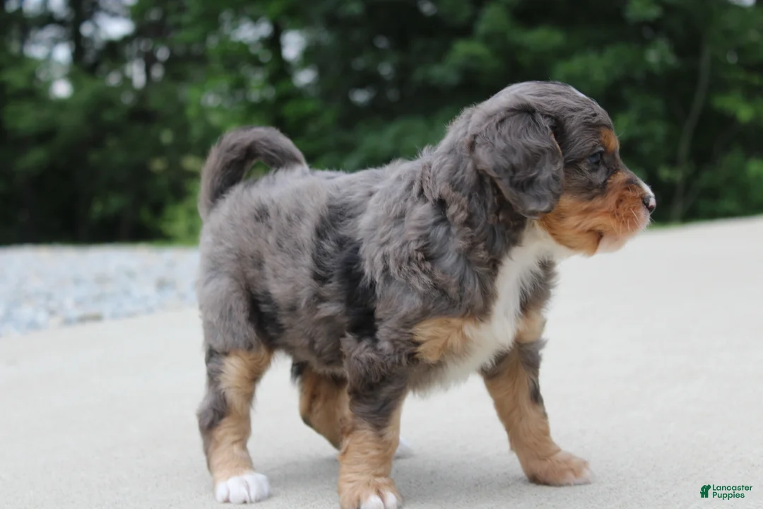 Mini Bernedoodle dogs for sale: Noa  - Ad 2