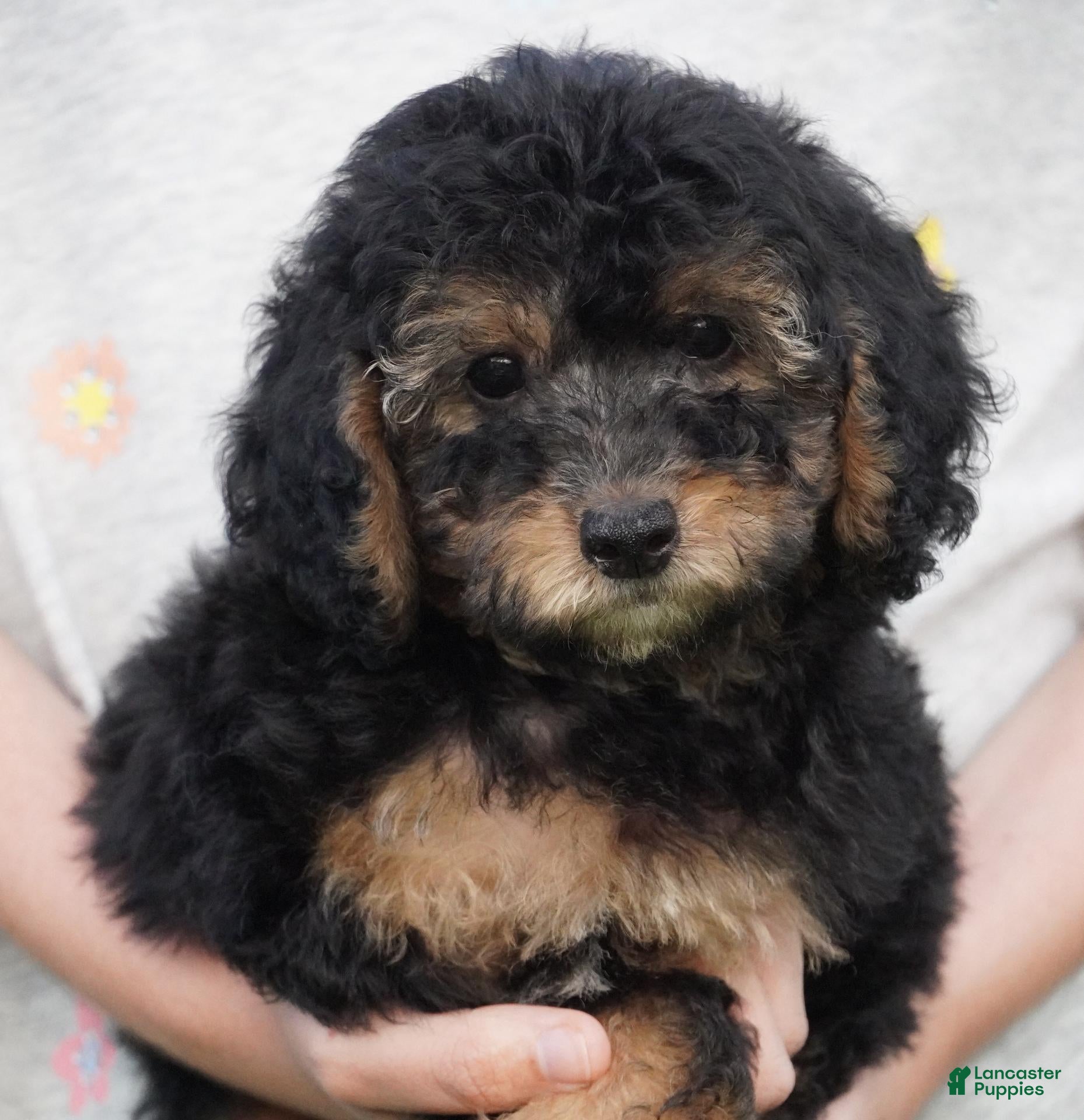 Toy Poodle dogs Phantom Male - Ad 1