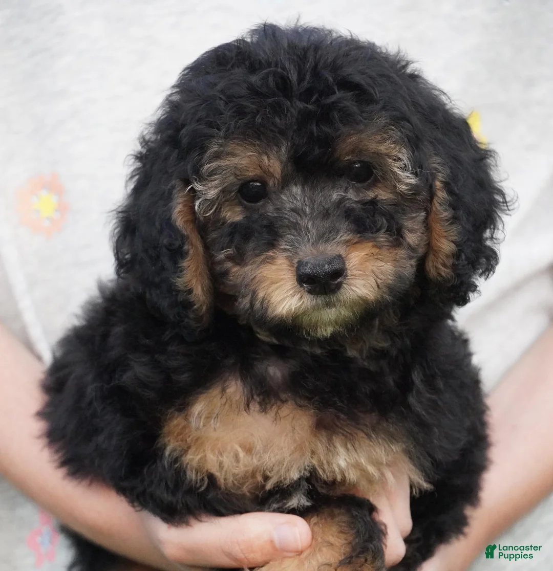Toy Poodle dogs for sale: Phantom Male - Ad 1