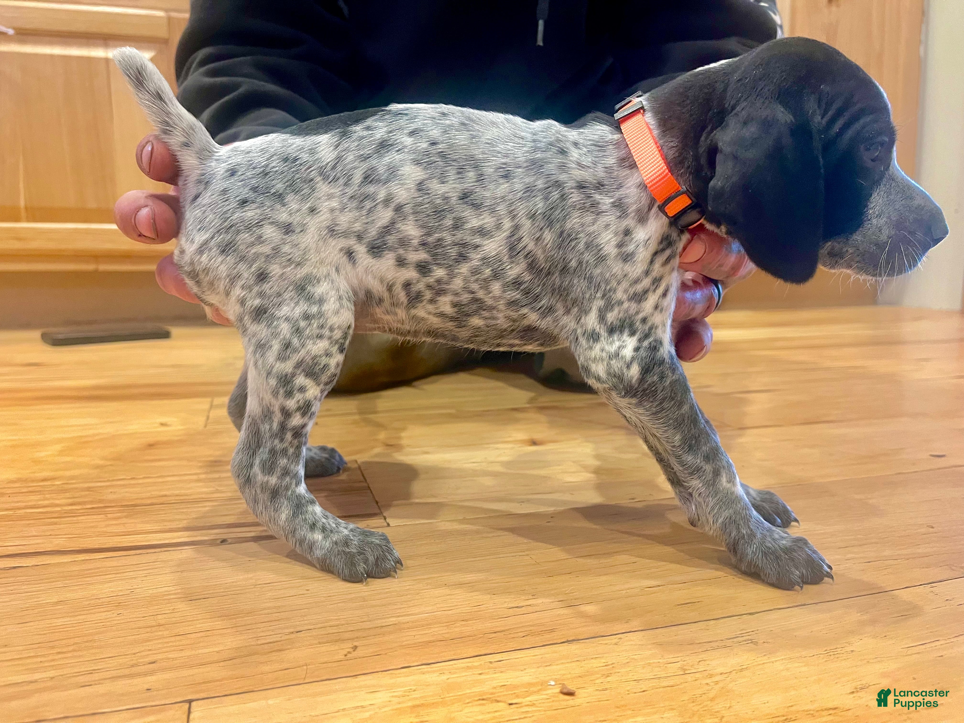 German Shorthaired Pointer dogs Elvira - Ad 13