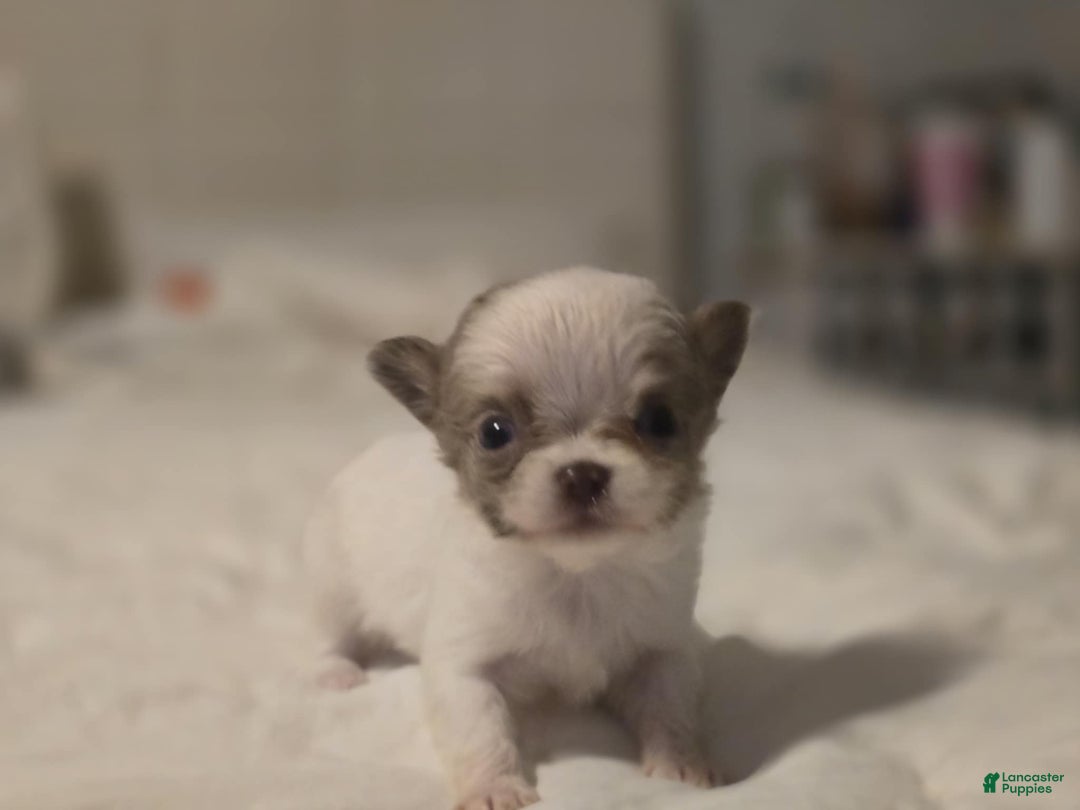 Chihuahua dogs for sale: Johnny  - Ad 7