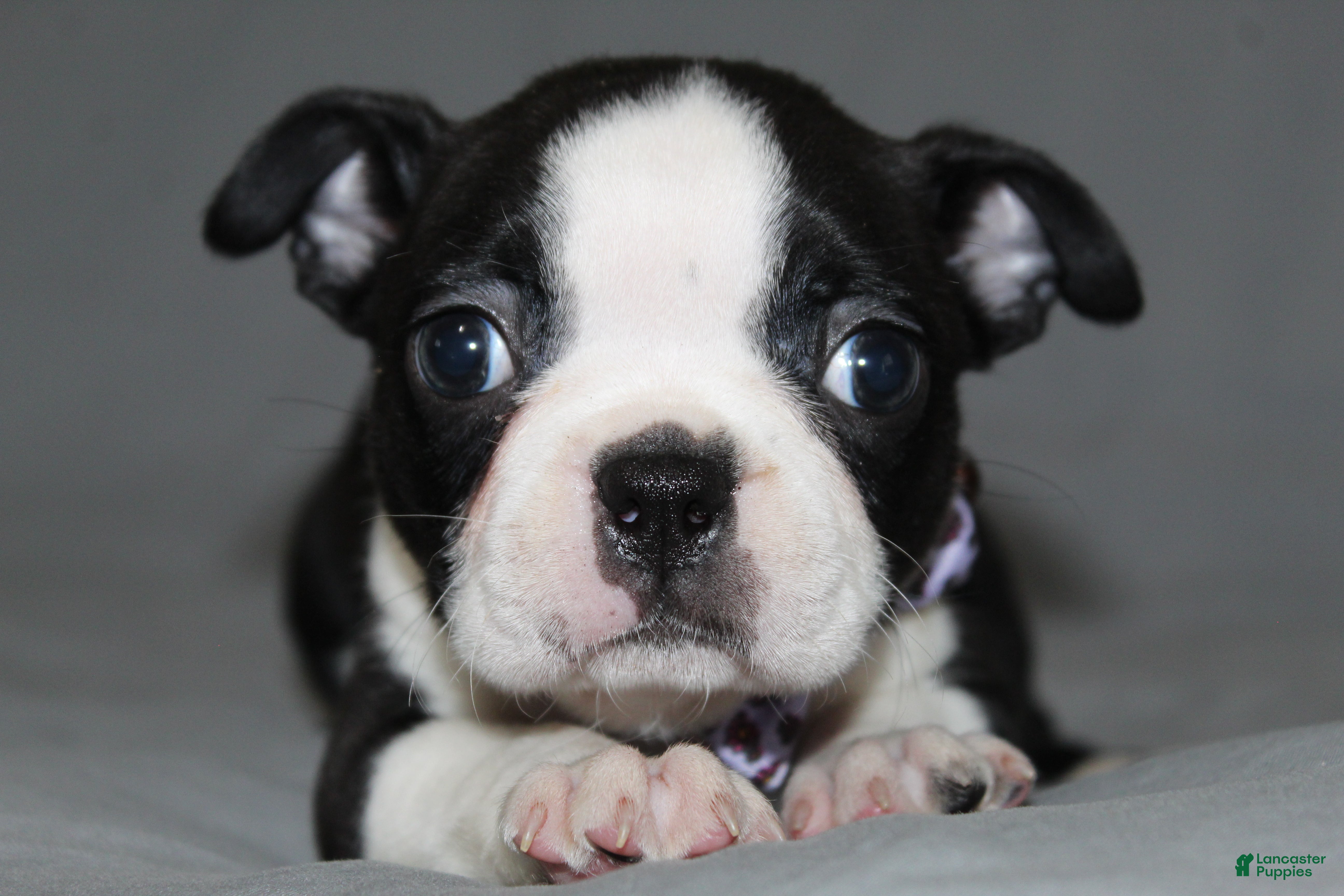 Boston Terrier dogs Diana - Ad 2