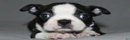 Boston Terrier dogs for sale: Diana - Ad 2