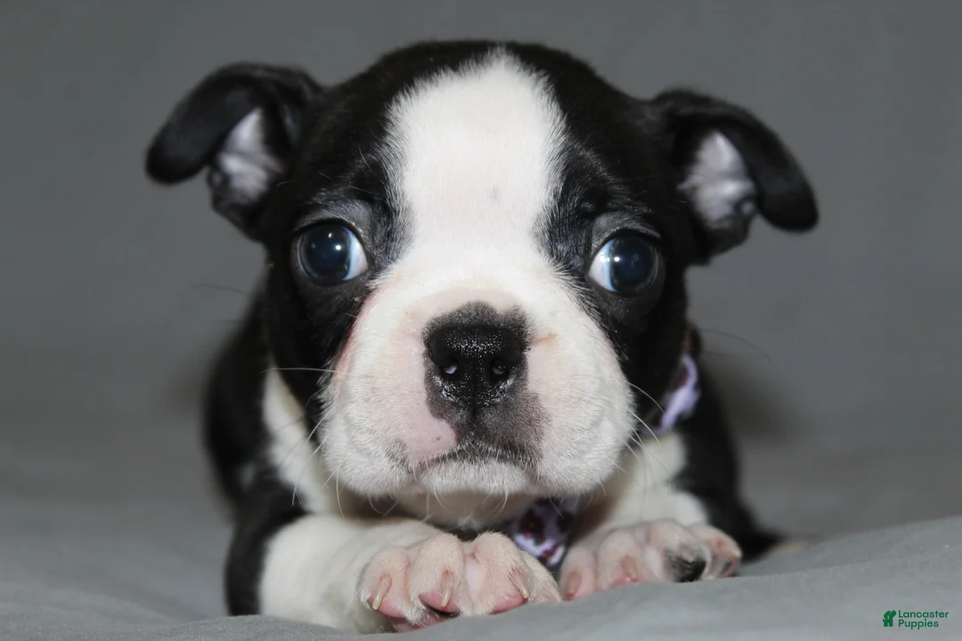 Boston Terrier dogs for sale: Diana - Ad 2