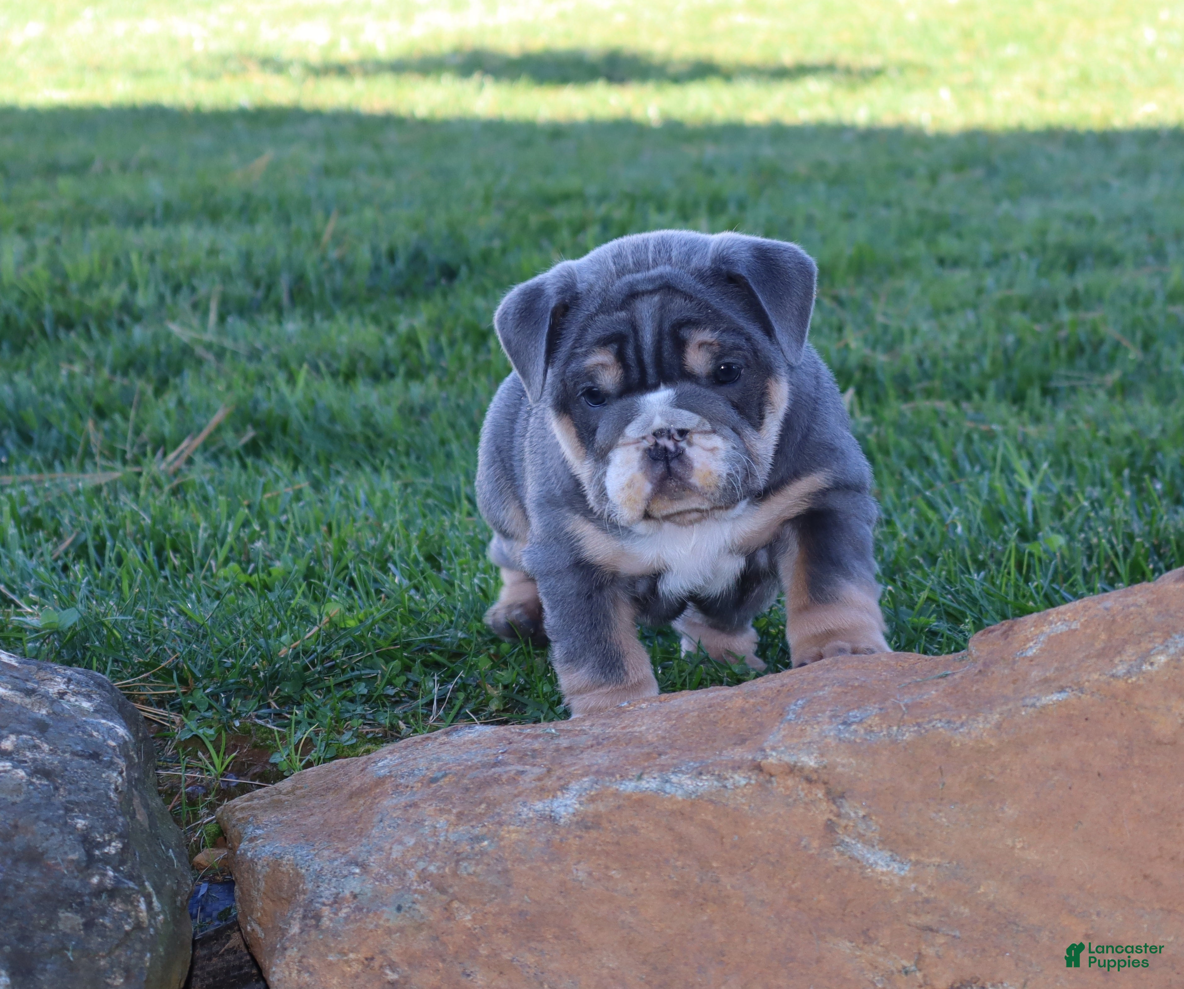 English Bulldog dogs for sale: Madalyn - Ad 1