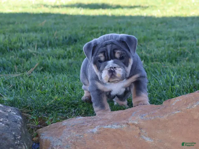 English Bulldog dogs for sale: Madalyn - Ad 1