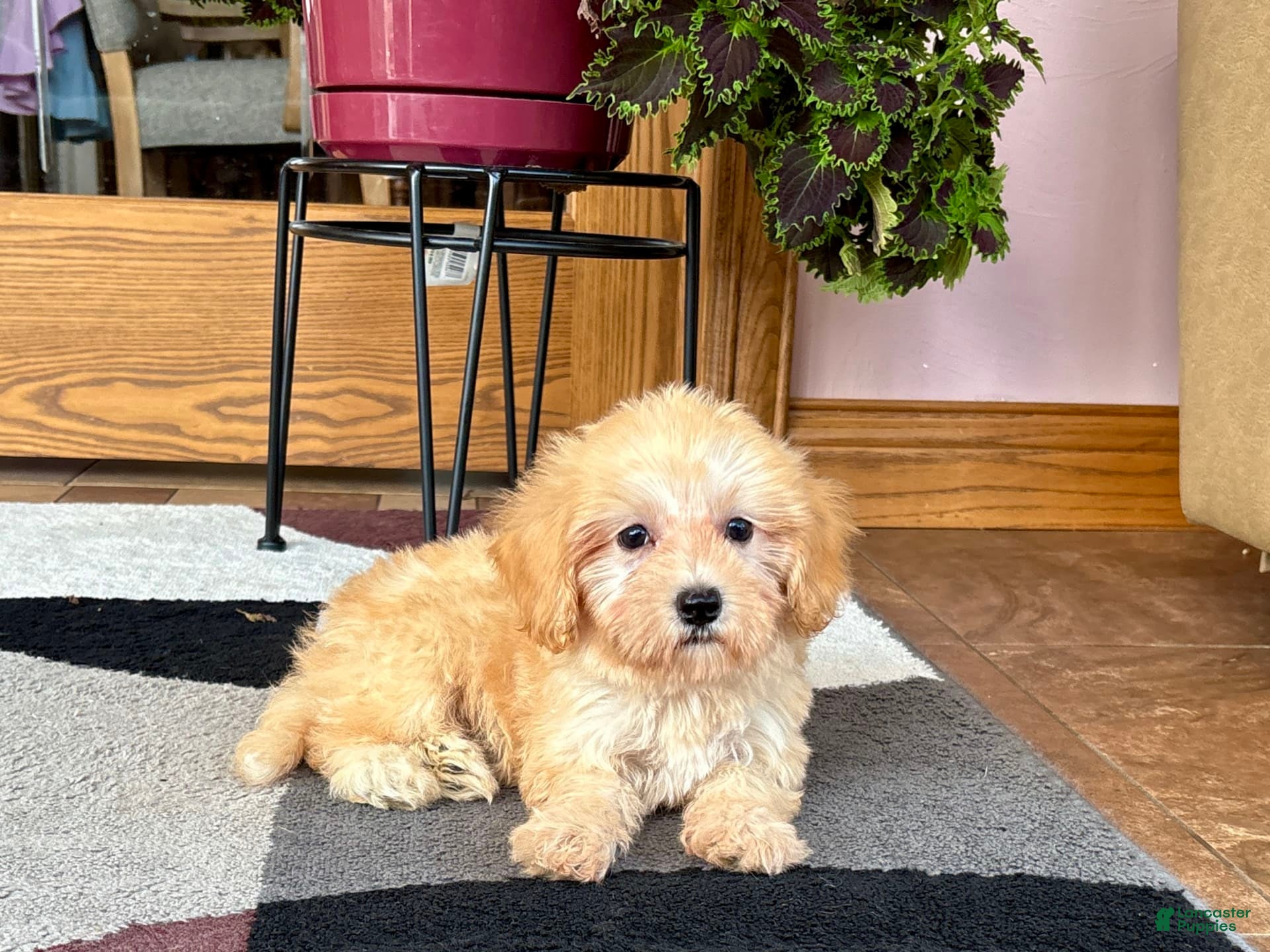 Maltipoo dogs Morty - Ad 42