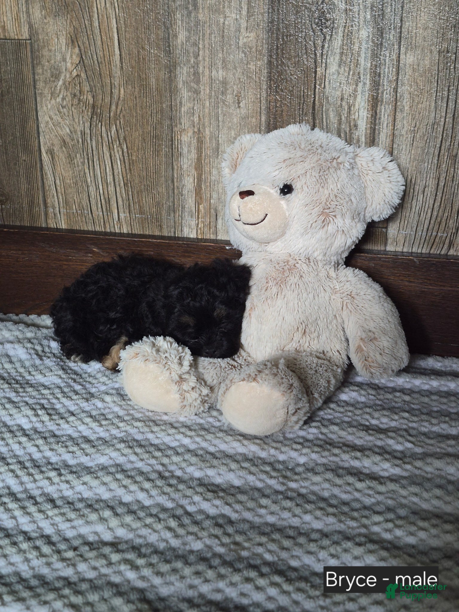 Shihpoo dogs Bryce - Ad 2
