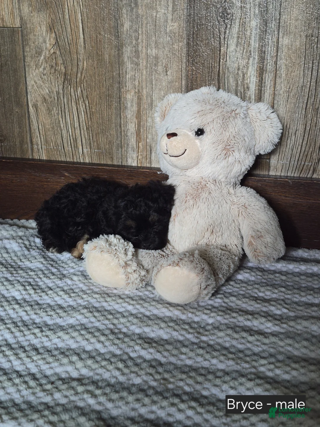 Shihpoo dogs for sale: Bryce - Ad 2