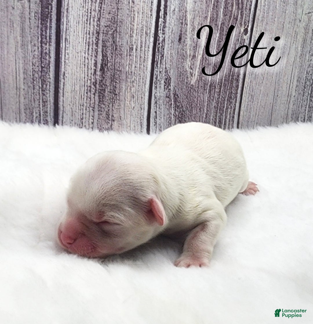 Mixed Breed dogs for sale: Yeti  - Ad 1