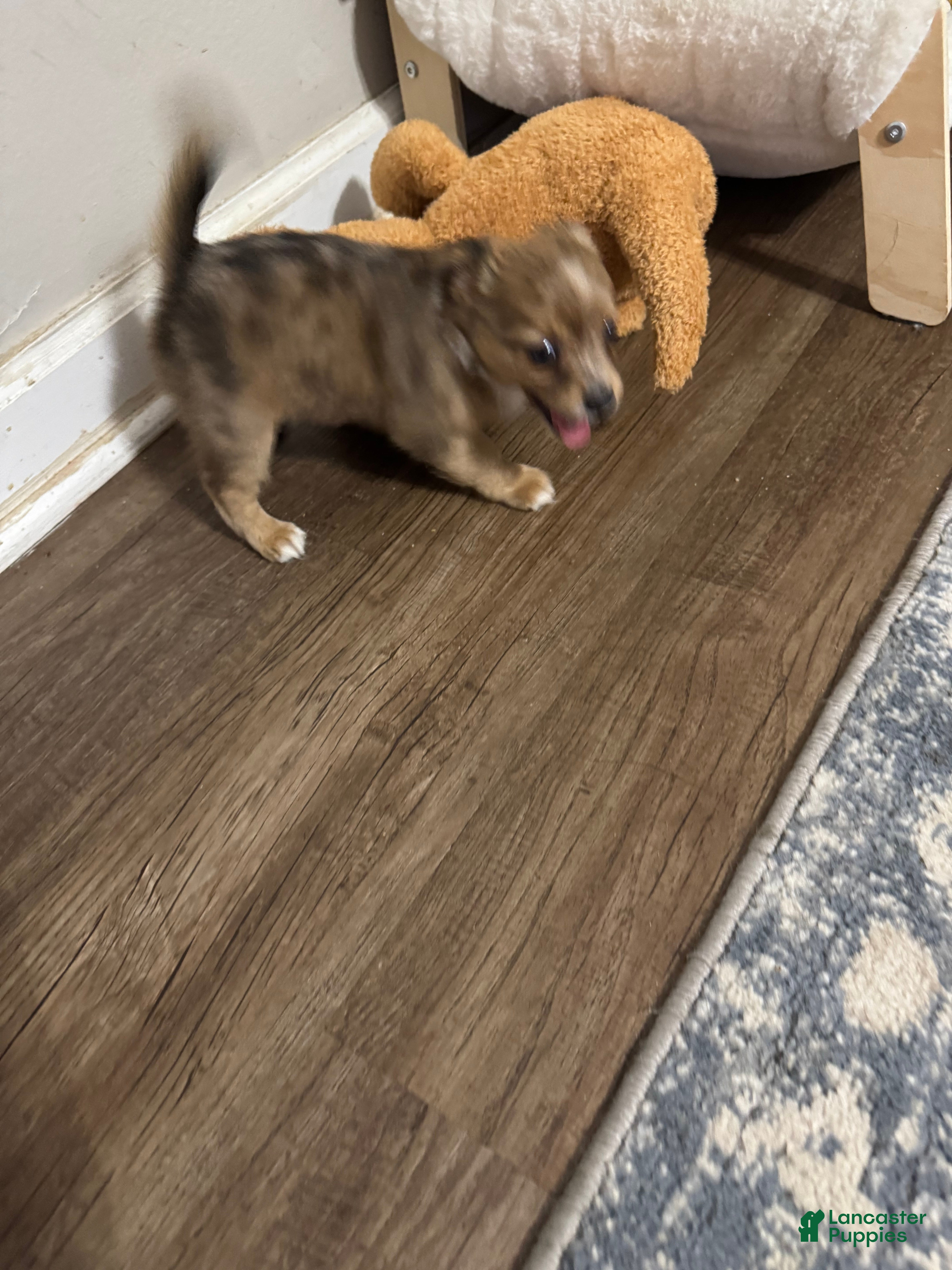 Chihuahua dogs for sale: Chihuahua 2 ready to go tomorrow  - Ad 4