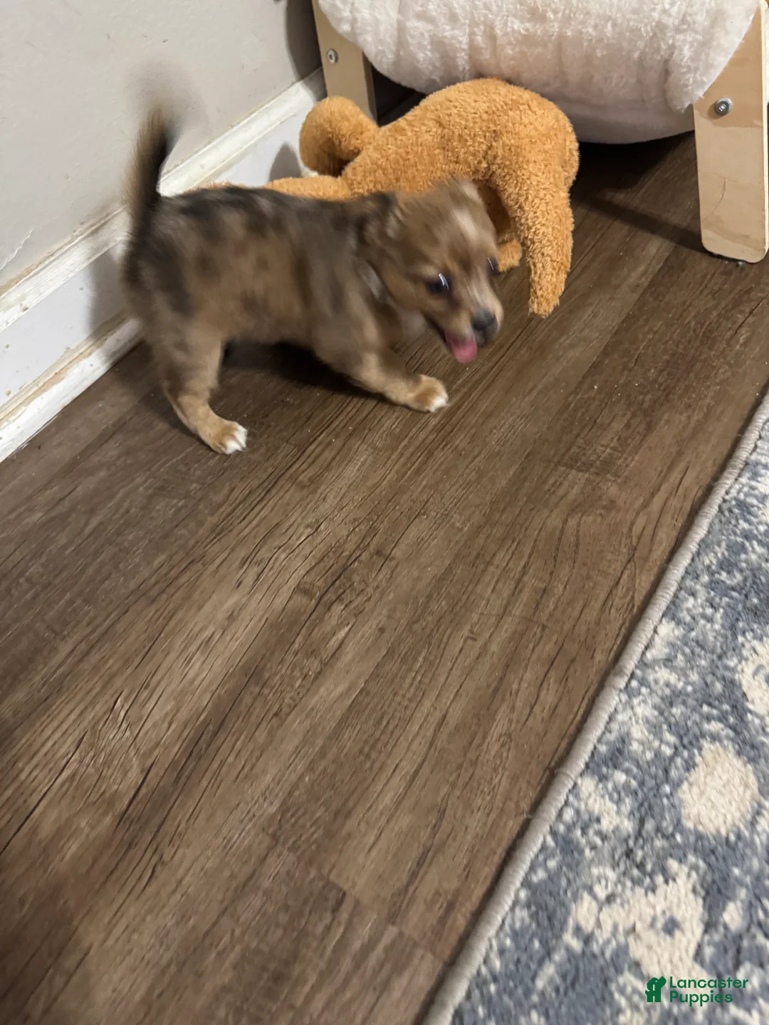 Chihuahua dogs for sale: Chihuahua 2 ready to go tomorrow  - Ad 1