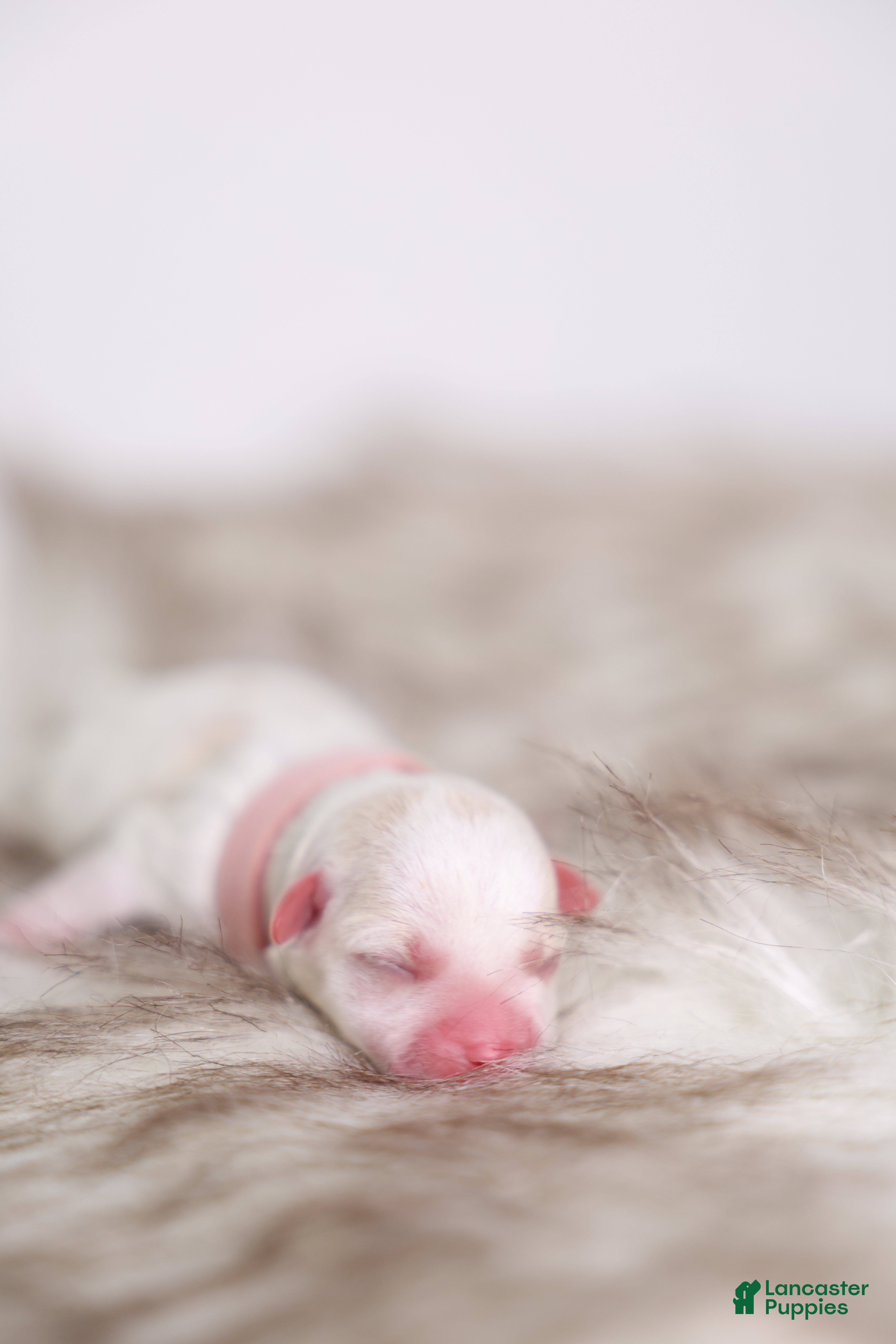 Maltipoo dogs for sale: Pink Lady - Ad 2