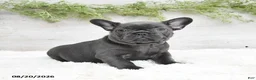 French Bulldog dogs for sale: Muffin - Ad 3